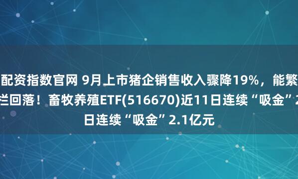 配资指数官网 9月上市猪企销售收入骤降19%，能繁母猪存栏回落！畜牧养殖ETF(516670)近11日连续“吸金”2.1亿元