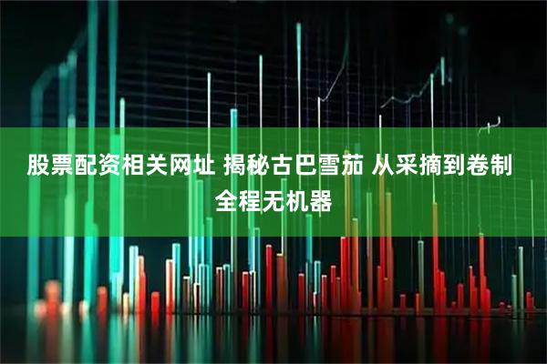 股票配资相关网址 揭秘古巴雪茄 从采摘到卷制 全程无机器